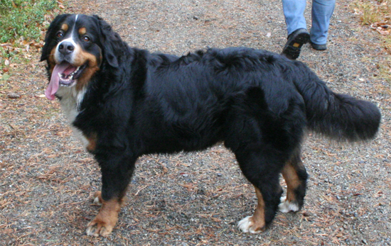 Helly på promenad
