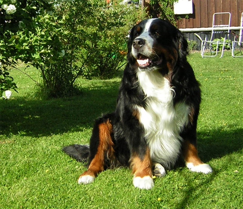 Gordon