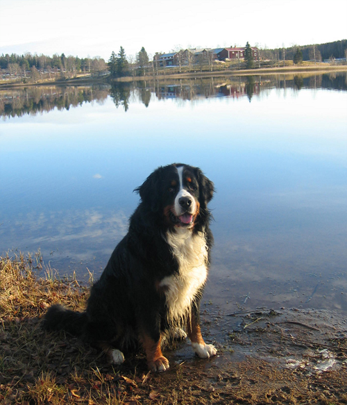 Hampus