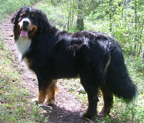 Alnöitens Hector Labbas