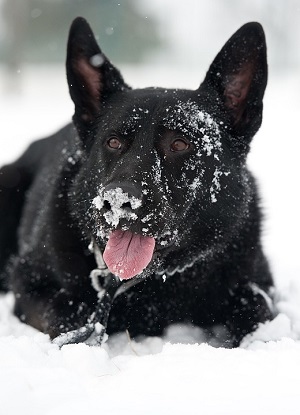 Hund och snö