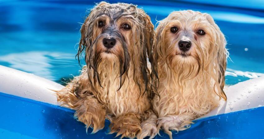 Små söta å blöta hundar i liten pool
